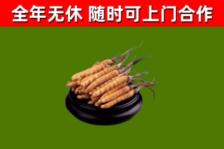 孝义烟酒回收冬虫夏草.jpg